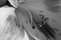 Natural Abstractions